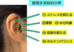 使用する耳のツボ